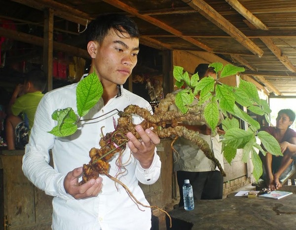 Đào được sâm Ngọc Linh củ bằng chiếc đũa, giá 500 triệu - 3
Anh Hồ Văn Chiêu đào được củ sâm Ngọc Linh tự nhiên thuộc hàng “khủng”