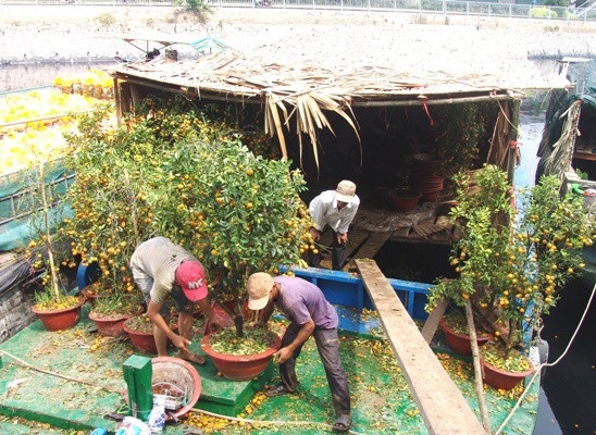 Chạnh lòng thương hồ bôn ba ngày Tết - 2 Chiếc ghe bầu đến chiều 30 vẫn còn đầy chậu tắc của anh Ba Dũng.
