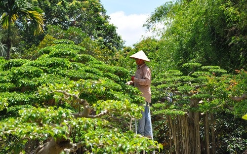 Mùng 1 Tết: Ngắm vườn “siêu” cây cảnh giá 10 tỷ đồng ở Hà Thành - 3
Công nhân chăm sóc các siêu cây tại nhà vườn của ông Ngọ.