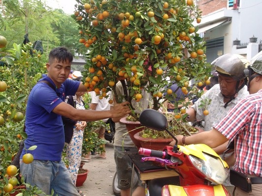 Chạnh lòng thương hồ bôn ba ngày Tết - 3 Anh Nguyễn Sĩ Dũng (trái) đặt chậu tắc lên xe cho khách hàng.