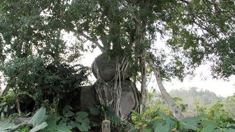 Cây sanh hơn 1.000 năm tuổi được xếp vào hàng độc nhất vô nhị ở Nghệ An nằm tại bản Kẻ Mui, xã Giai Xuân (huyện Tân Kỳ), được công nhận là cây di sản Việt Nam cần được bảo vệ năm 2015.