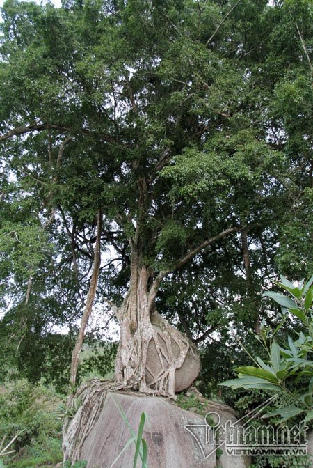 Cây sanh ngút tầm mắt