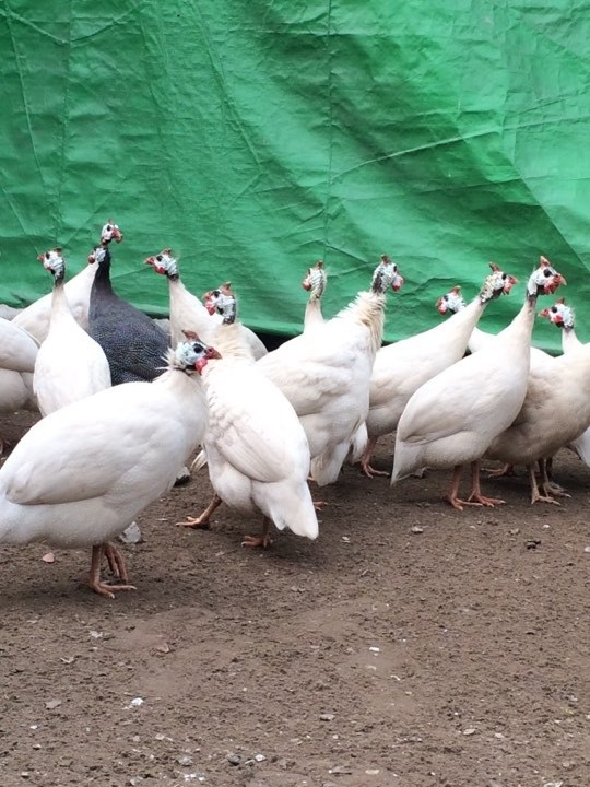 Đẻ nghìn con mới ra một con, đại gia săn lùng gà sao bạch tạng chơi Tết - 8 Đẻ nghìn con mới ra một con, đại gia săn lùng gà sao bạch tạng chơi Tết - 8