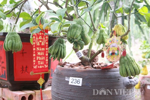 Những vườn bưởi cảnh, đào quý… chơi Tết “độc nhất vô nhị” - 7 Theo một số chủ vườn, năm nay người Đắc Sở đưa ra thị trường 2 loại cây phật thủ chơi Tết. Đối với những cây phật thủ cỡ đại, trên thân được ghép vài chục quả trở lên thì có giá từ 5 - 20 triệu đồng/cây, có thể có những cây còn cao hơn tùy vào tuổi, tán cành và số lượng quả trên cây. Một loại nhỏ hơn, có từ 9 quả trở xuống thì được bán với giá thấp hơn. Cả 2 loại cây đều có sức hút không nhỏ với khách hàng. (Ảnh: danviet)