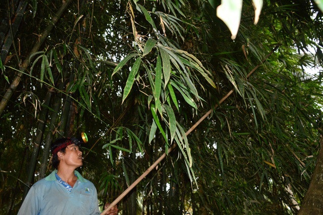 Anh nông dân có biệt tài "gọi chuột ra để bắt sống" - 2