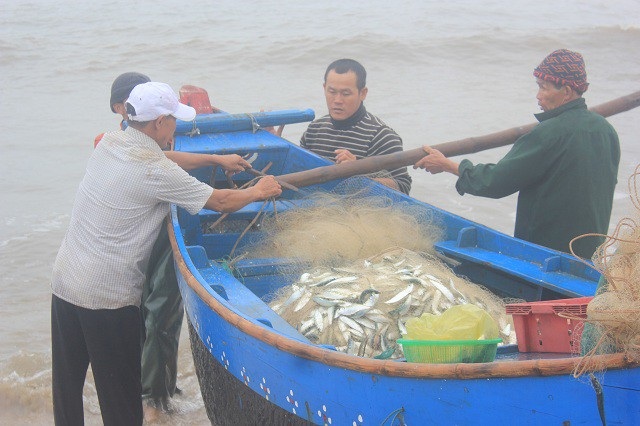 Ngư dân trúng đậm lộc biển đầu năm mới - 4 Trung bình mỗi chuyến biển, một thuyền đánh cá gần bờ thu về khoảng 7 đến 10 yến cá trích