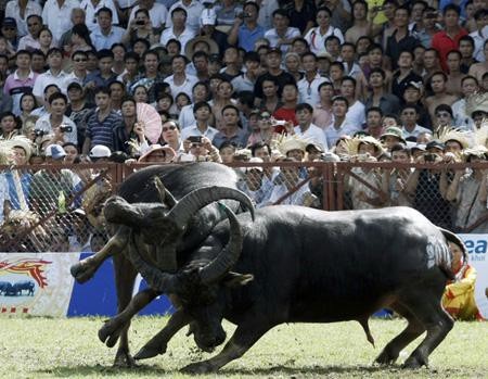 Hội chọi trâu Phú Thọ không được bán vé, thu tiền - 1 Hội chọi trâu Phù Ninh, Phú Thọ (Ảnh minh họa).