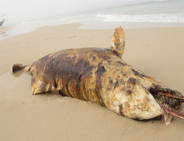 Cá heo và cá voi cùng chết dạt vào bờ biển Quảng Bình - 1 Xác cá heo dạt vào bờ biển Quảng Bình