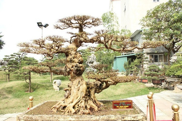 Xôn xao những thương vụ mua bán siêu cây bạc tỷ của đại gia Việt - 6 Xôn xao những thương vụ mua bán siêu cây bạc tỷ của đại gia Việt - 6