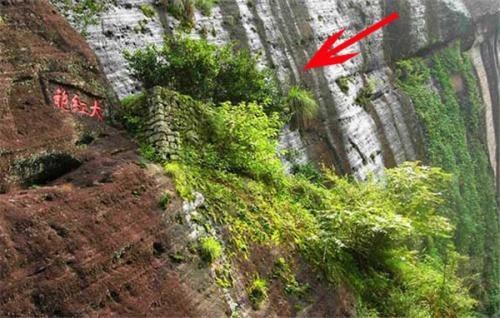 Loại trà đắt nhất thế giới, mỗi kg có giá tương đương một... tòa biệt thự - 1 Giống trà đắt hơn vàng ở tỉnh Phúc Kiến, Trung Quốc