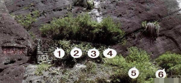 Loại trà đắt nhất thế giới, mỗi kg có giá tương đương một... tòa biệt thự - 2 Cây chè có tuổi đời 350 năm này chỉ có vỏn vẹn 3 thân và 6 gốc