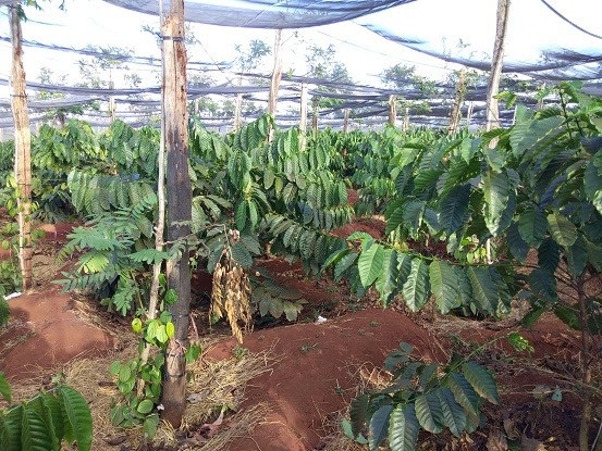 Cận cảnh hoang tàn của “nghĩa địa” hồ tiêu Tây Nguyên - 6 Những vườn cà phê mọc lên để thay thế vườn tiêu chết