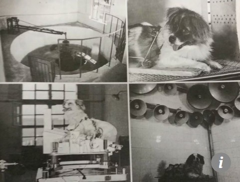Trung Quốc tiết lộ sứ mệnh bí mật đưa chó vào vũ trụ - 2
Hai con chó trong quá trình huấn luyện (Ảnh: QQ)