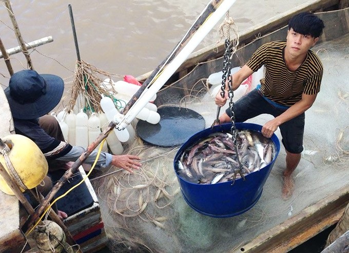 Sau Tết, cá khoai lên giá 105.000 đ/kg, ngư dân lãi 10 triệu/ngày - 4 Giá cá khoai đang ở mức cao, ngư dân lãi lớn. (Ảnh: TA).