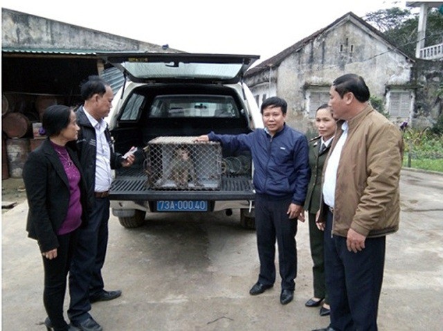 Người dân tự nguyện giao nộp khỉ vàng để thả về tự nhiên - 1 Cá thể khỉ vàng được gia đình ông Hải bàn giao cho cơ quan chức năng. (Ảnh Báo QB)