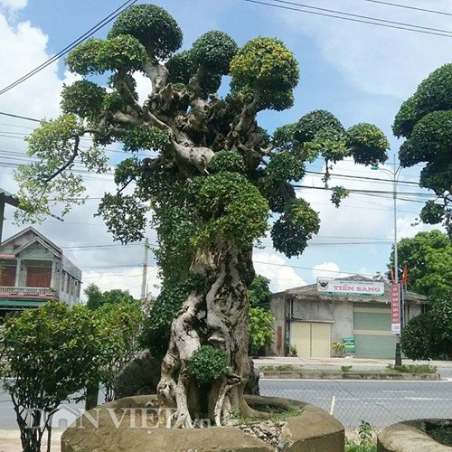 Duối kiểng "Đại cổ trường sinh" được rao bán 3 tỷ đồng có gì đặc biệt? - 1
Toàn cảnh cây kiểng có tên Đại cổ trường sinh có dáng thế độc đáo của ông Trai.