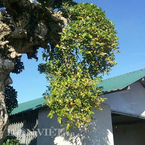 Duối kiểng "Đại cổ trường sinh" được rao bán 3 tỷ đồng có gì đặc biệt? - 4 Duối kiểng "Đại cổ trường sinh" được rao bán 3 tỷ đồng có gì đặc biệt? - 4