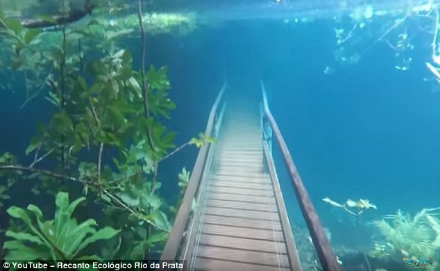 Mưa lớn dâng cao, khu bảo tồn biến thành thủy cung huyền ảo - 3 Mưa lớn khiến nơi này như thủy cung khổng lồ