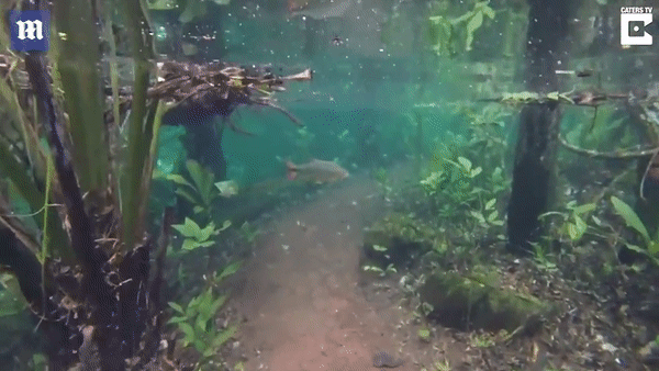 Mưa lớn dâng cao, khu bảo tồn biến thành thủy cung huyền ảo - 1 Đàn cá bơi lội tung tăng trong khu bảo tồn thiên nhiên