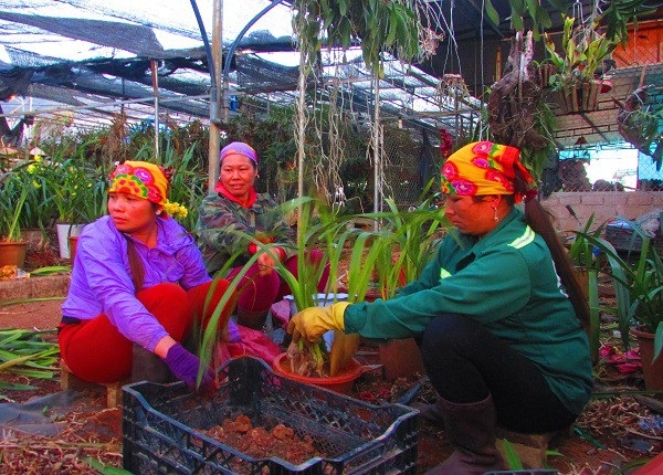 "Hái" nửa tỷ đồng/năm từ trồng hoa địa lan bán Tết - 5 Không chỉ làm kinh tế giỏi, chị Bảy còn tạo côn ăn việc làm cho 6 người công nhân ở địa phương