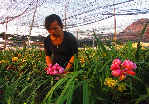 "Hái" nửa tỷ đồng/năm từ trồng hoa địa lan bán Tết - 1 Chị Bảy đang kiểm tra quá trình phát triển của hoa địa lan tại vườn