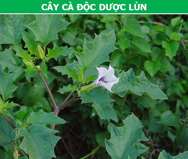 Khám phá những loài thực vật có khả năng điều khiển trí não con người (P2) - 3 Khám phá những loài thực vật có khả năng điều khiển trí não con người (P2) - 3