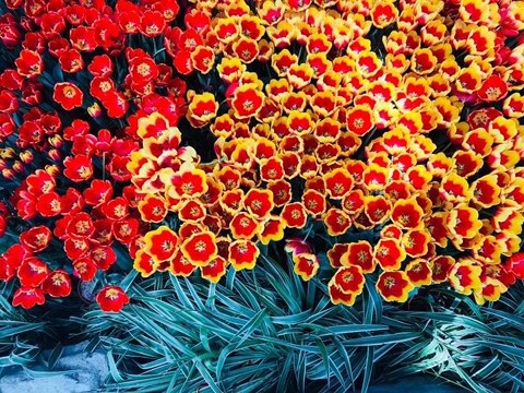 Ra mắt lễ hội Tulip lớn nhất Việt Nam tại Vinpearl Nha Trang - 4 Ra mắt lễ hội Tulip lớn nhất Việt Nam tại Vinpearl Nha Trang - 4