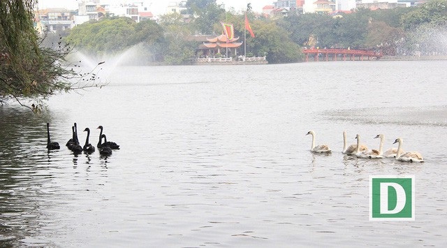 "Thiên nga có thể sinh sản tự nhiên ở Hồ Gươm" - 1 12 con thiên nga đã được thả xuống hồ Hoàn Kiếm (Ảnh: Trần Thanh)