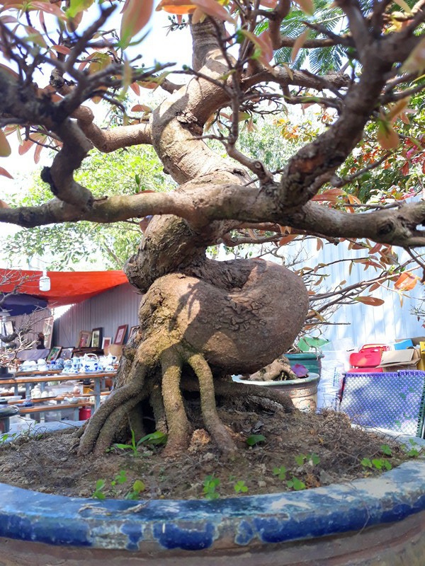 Đại gia “săn” mai bonsai cổ thụ hàng trăm triệu đồng về chơi Tết - 7 Đại gia “săn” mai bonsai cổ thụ hàng trăm triệu đồng về chơi Tết - 7