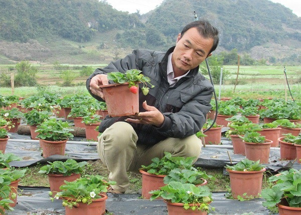 Trồng dâu tây bán Tết, đút túi hàng trăm triệu đồng - 4 Nhờ cách chăm sóc đúng khoa học kỹ thuật nên vườn dâu tây của ông Tý sinh trưởng rất tốt