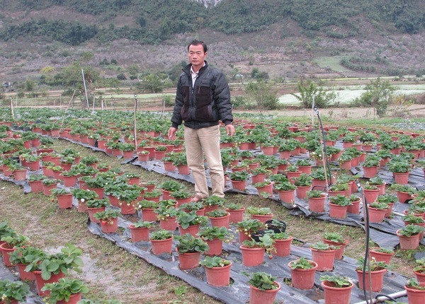 Trồng dâu tây bán Tết, đút túi hàng trăm triệu đồng - 1 Hàng ngày ông Tý dành nhiều thời gian quan sát quá trình phát triển của dâu tây tại vườn