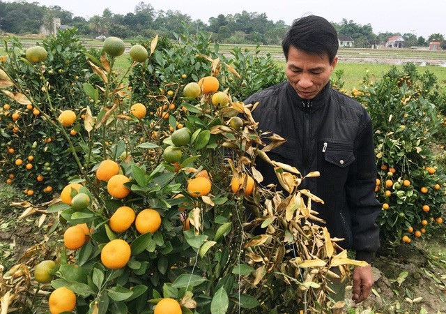 Đối tượng phun thuốc diệt cỏ phá hoại vườn quất cảnh lĩnh án tù - 2 Vườn quất cảnh chuẩn bị xuất bán bị phun thuốc cỏ