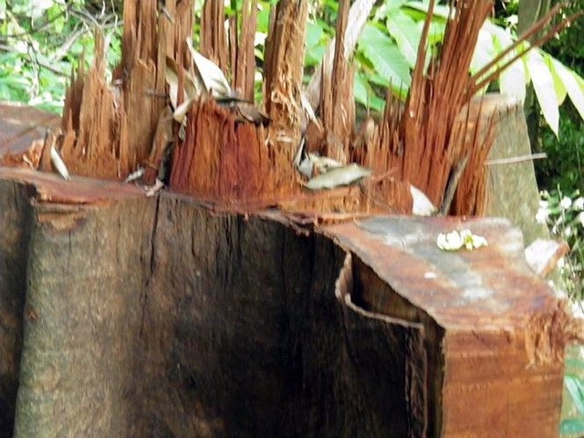 Đề nghị kiểm lâm Lào hỗ trợ truy quét lâm tặc - 1 Số lượng gỗ mà lâm tặc chưa kịp đưa ra khỏi rừng được xác định là hơn 50m3 (Ảnh: Hoàng Nam)