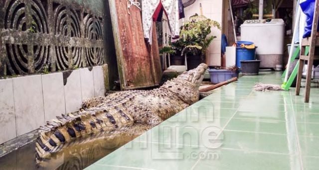 Kỳ lạ gia đình nuôi cá sấu trong nhà - 1
Kojek sống trong nhà Muhammad suốt 20 qua