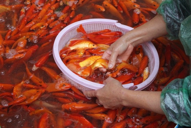 Sáng sớm hàng đã hết veo, mặc giá cả tăng ngày ông Công ông Táo về trời - 3 Giá cá biến động từng giờ
