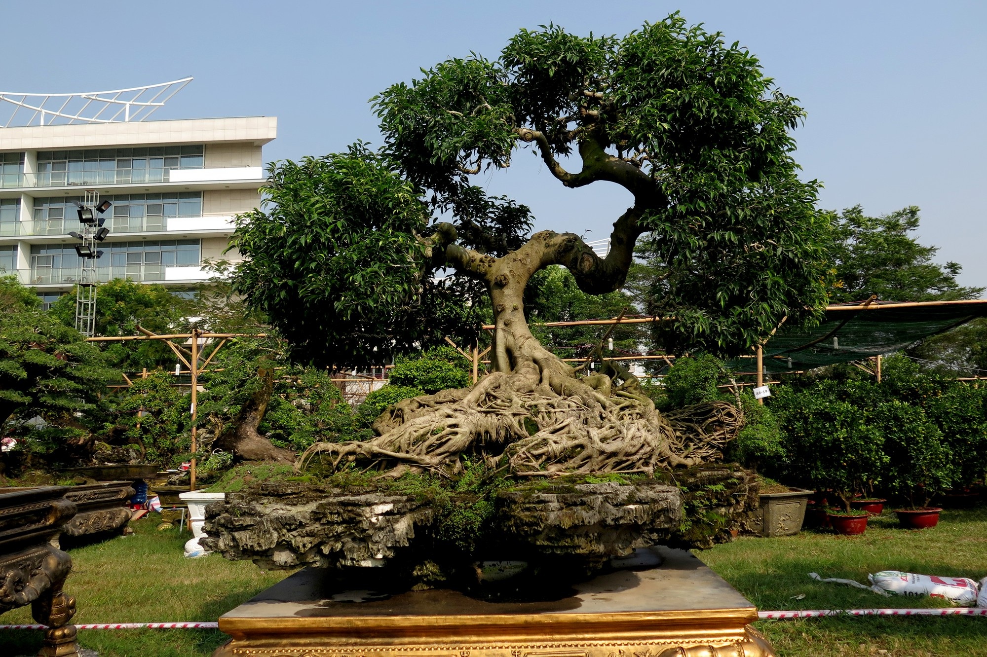 cây sanh 4 tỷ đồng