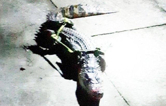 Cá sấu từng bị người dân bắt được trong vuông tôm. (Ảnh minh họa)