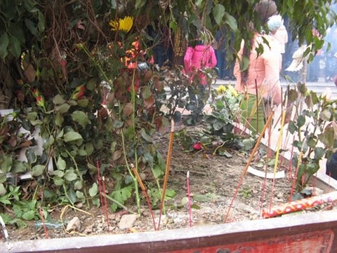 Chuyên gia lên án “bệnh” bạ đâu thắp hương cúng đó của người Việt - 2 Gốc cây cảnh cũng được cắm hương chi chít. Ảnh: Nguyễn Hiếu.