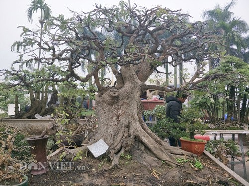 "Cụ" me bonsai trăm tuổi được rao bán gần 200 triệu ở Đồng Nai - 4 Cây me của anh Nam có dáng trực, cây cao khoảng trên dưới 2m và hiện đang được anh Nam phát giá 175 triệu đồng.