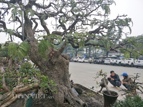 "Cụ" me bonsai trăm tuổi được rao bán gần 200 triệu ở Đồng Nai - 5 Đã có nhiều người trả giá nhưng do chưa được giá nên tôi chưa muốn bán - anh Nam tiết lộ.