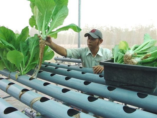 Lạ mắt vườn rau 2 tầng, có nhõn 360m2 nhưng thu tới 2 tấn rau/tháng - 5
Anh Trần Minh Khoa thu hoạch cải xanh trong trang trại.