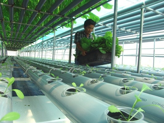 Lạ mắt vườn rau 2 tầng, có nhõn 360m2 nhưng thu tới 2 tấn rau/tháng - 6
Cứ mỗi tháng, trang trại này thu hoạch khoảng 2 tấn rau cải xanh. Chủ yếu số rau thu hoạch được bán lẻ và được giao tận nhà.