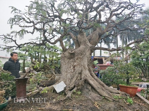 "Cụ" me bonsai trăm tuổi được rao bán gần 200 triệu ở Đồng Nai - 1 Cận cảnh cây me bonsai cổ thụ của anh Nam ở Đồng Nai.