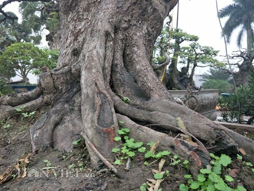 "Cụ" me bonsai trăm tuổi được rao bán gần 200 triệu ở Đồng Nai - 2 "Cụ" me bonsai trăm tuổi được rao bán gần 200 triệu ở Đồng Nai - 2