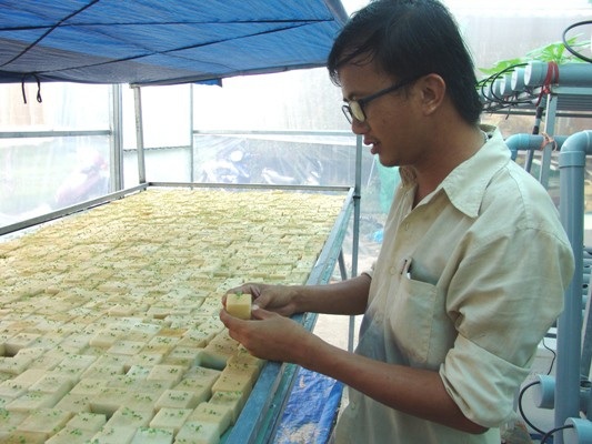 Lạ mắt vườn rau 2 tầng, có nhõn 360m2 nhưng thu tới 2 tấn rau/tháng - 2
Hạt giống cải xanh, sau khi lên mầm trong miếng xốp sẽ được chọn lấy một cây tốt nhất trước khi cho lên giàn trồng thủy canh. Ảnh. Anh Trần Phúc Hậu đang tuyển lựa cây cải giống trước khi đem trồng.