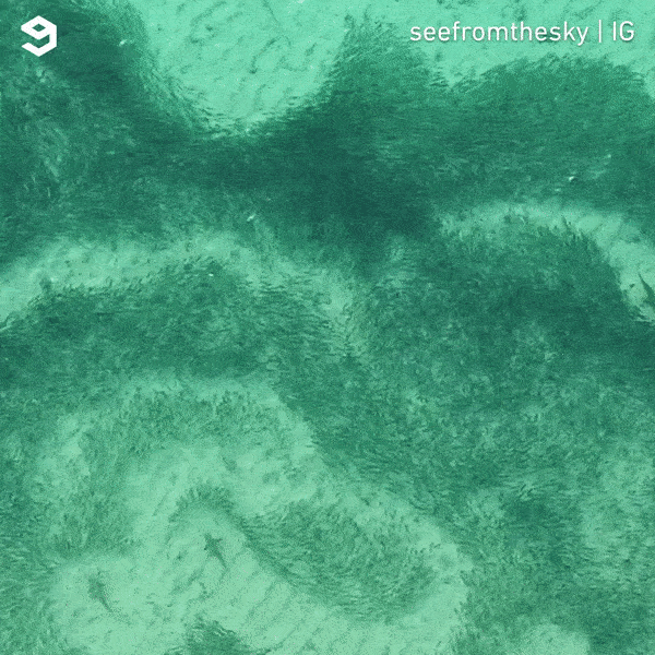 Một khung cảnh kỳ thú khi cá mập đi săn mồi