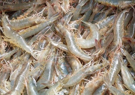 "Hết bay" cả nồi cơm với món tôm rim nước dừa - 1 "Hết bay" cả nồi cơm với món tôm rim nước dừa - 1