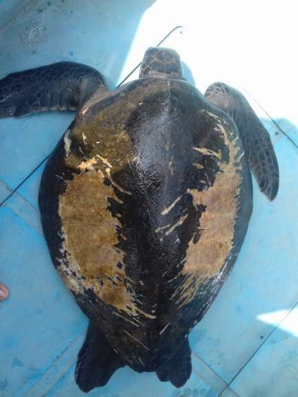 Thả một cá thể rùa 25kg về đại dương - 1 Cá thể rùa 25kg mắc lưới của ngư dân