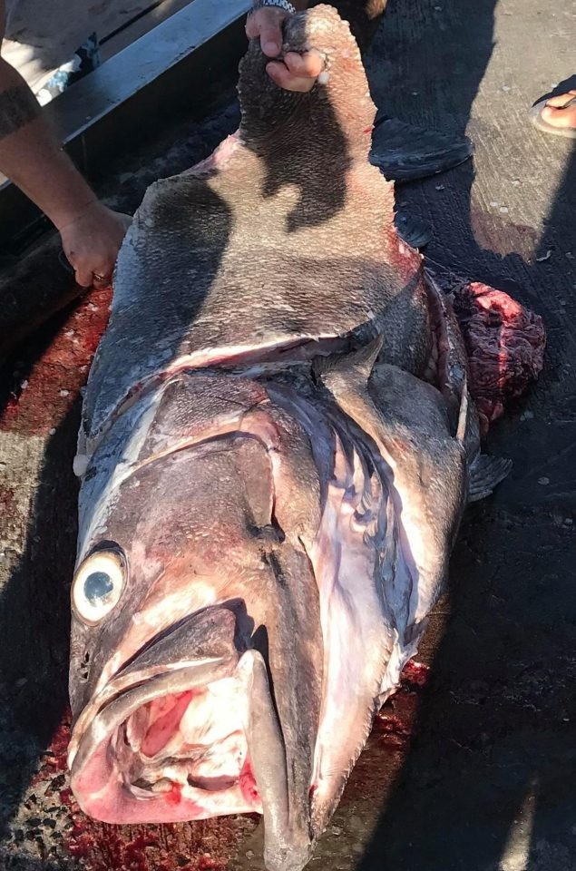 Lão bà 68 tuổi quăng cần câu được cá “quái vật” dài 1,6m - 2 Con cá khổng lồ được thái ra và cho vào tủ lạnh.