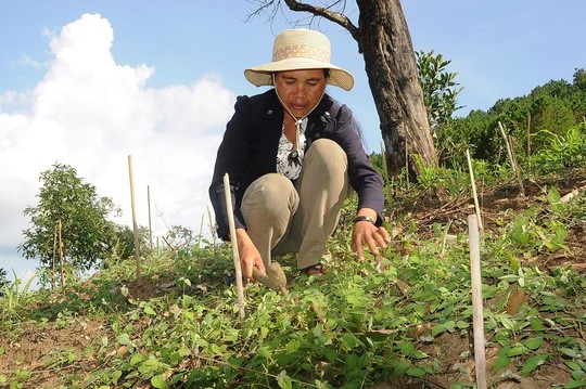 Dân "vùng khó" thoát nghèo từ sâm dây - 4 Diện tích sâm đang được tăng dần và tìm đầu ra cho sản phẩm